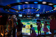 New England Aquarium - Giant Ocean Tank