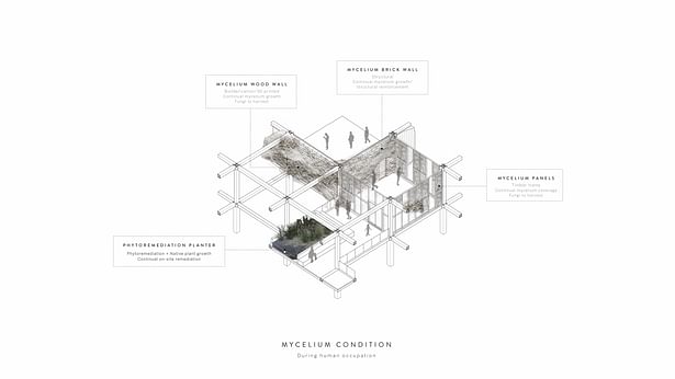 Proposed symbiosis in concept, Mycelium condition