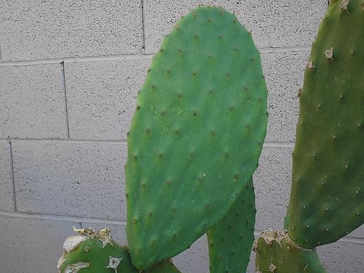 The sap of Mexican cactus might yield new forms of biodegradable plastics. Image courtesy of Wikimedia user ZooFari.
