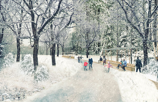 Skate Trail through the regenerated woods