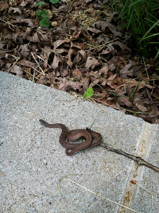 Brown snake, Storeia dekayi
