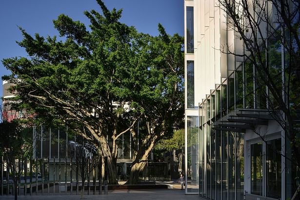 The old banyan tree adds vitality to the open plaza