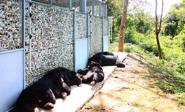 Bears relax in the sun outside bear dens