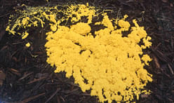 Research shows what slime mold can teach us about planning cities