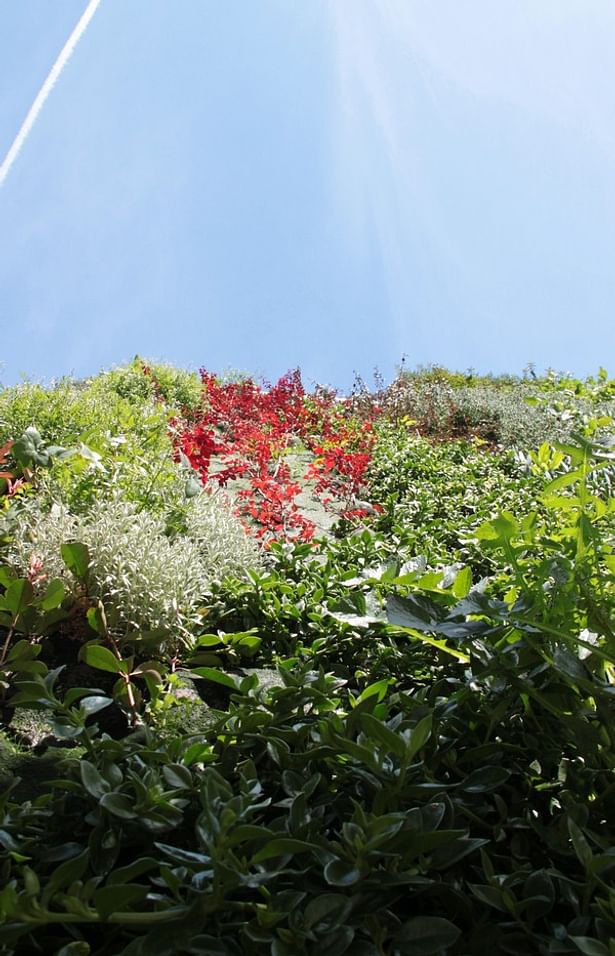 Vertical garden. Paterna.