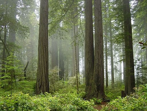Redwood National Park in California. Photo courtesy Wikimedia user Michael Schweppe.