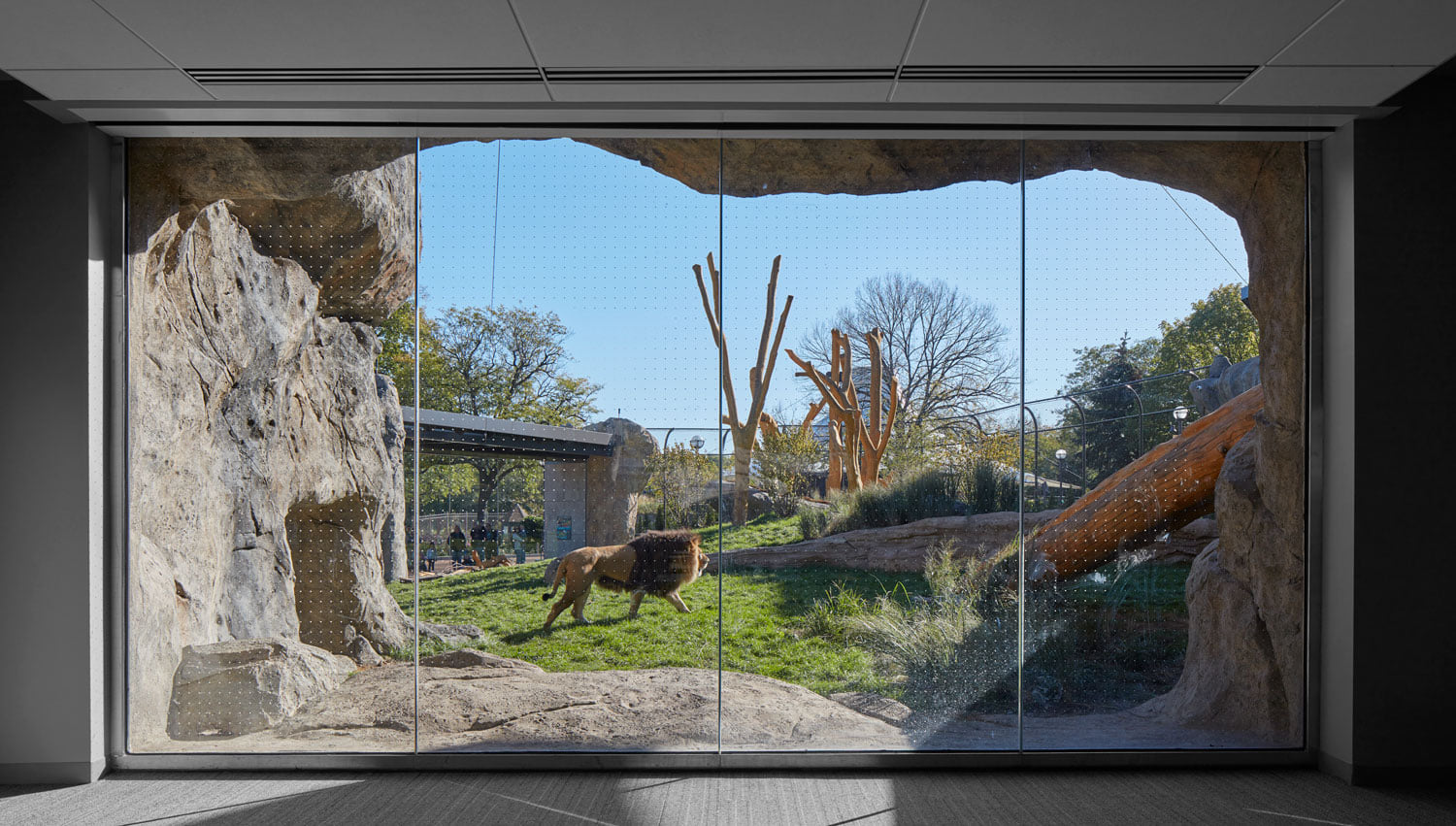 Historic lion house at Chicago’s Lincoln Park Zoo shines in new light ...