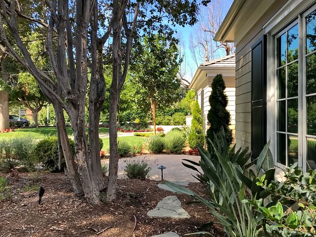 Original Crape Myrtle tree.