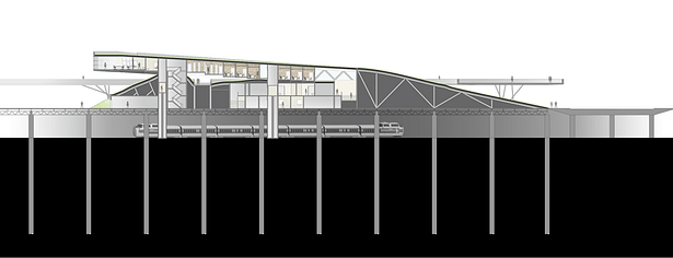 Longitudinal Section