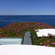 Roof with Flowers. Seacliff House by Chris Elliott Architects. Photo © CEA