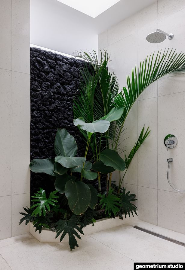 Big plant in the bathroom