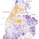 A map showing Uber usage along the edges of New York City. Credit: Reuben Fischer-Baum for Five Thirty Eight