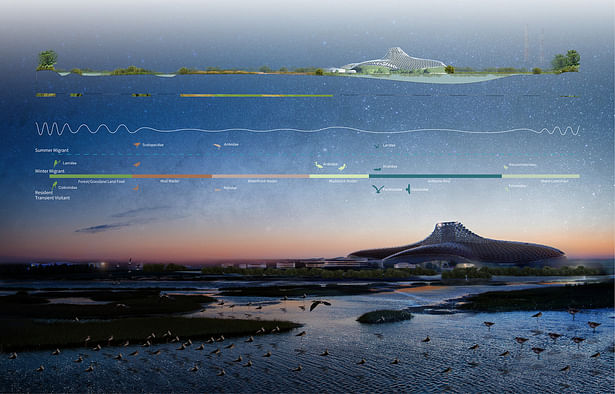 Night view with migratory and territorial birds, Image by MEPM Lab