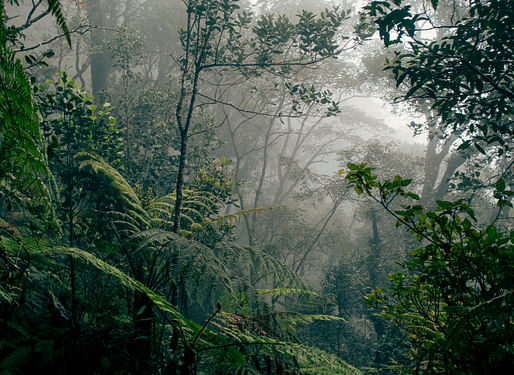 View of the rainforest in Kinabalu Park, Borneo. Image courtesy of Wikimedia Commons / Dukeabruzzi.