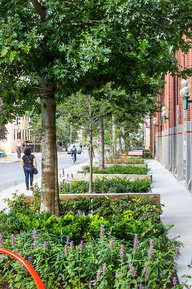 Benches alternate with existing and new trees