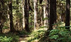 Trump pushes for increased logging in the world’s largest intact temperate rainforest