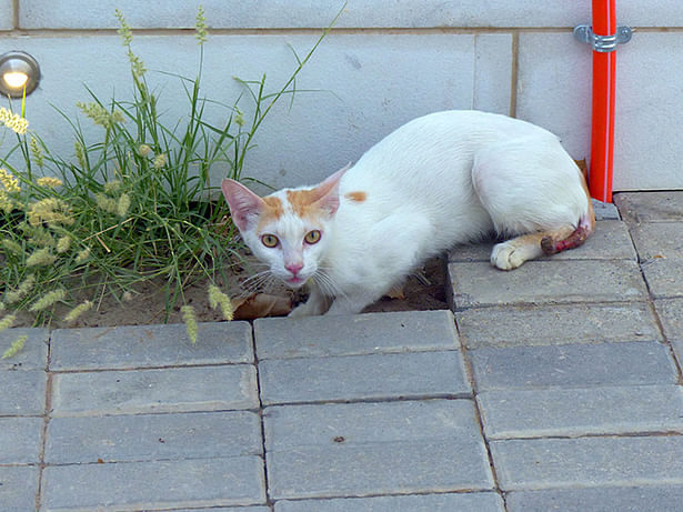 Omani Speaking Cat