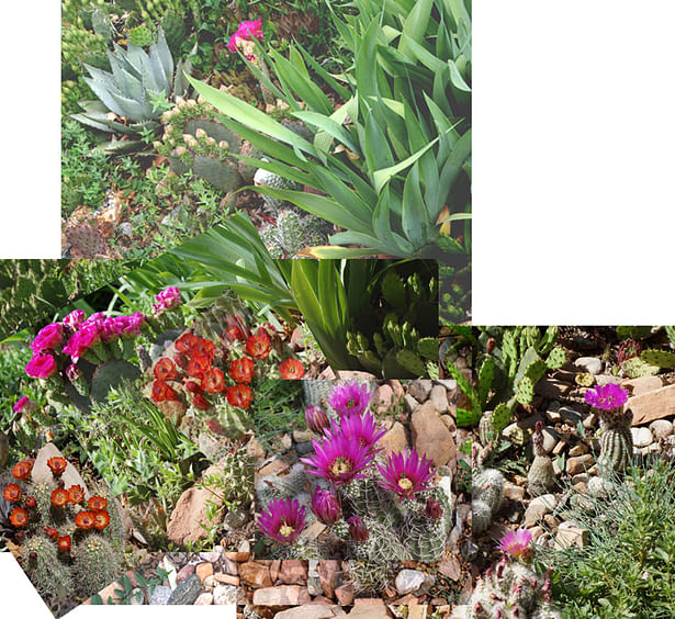 Cactus spring