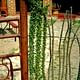 Ocotillo fence detail