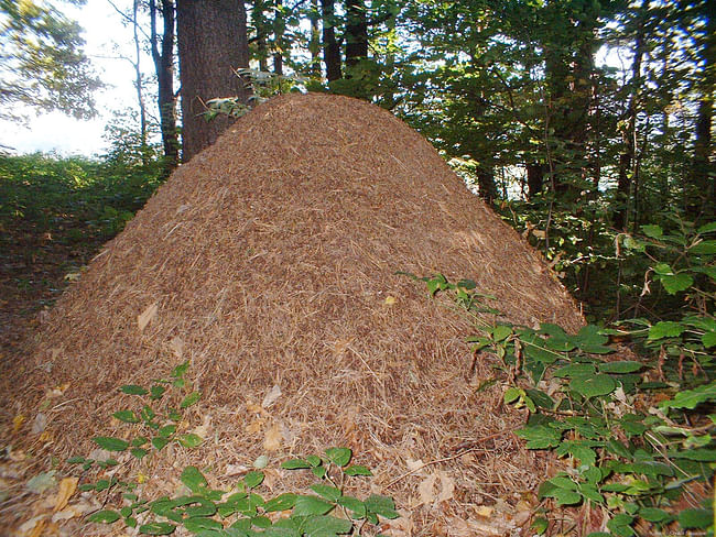This anthill is formally similar to ziggurat-style architecture. Credit: WikiCommons