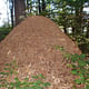 This anthill is formally similar to ziggurat-style architecture. Credit: WikiCommons