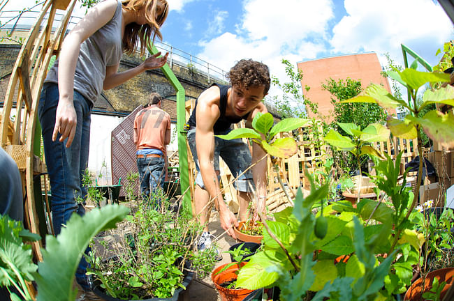 Photographs depicting last years’ Union Street Urban Orchard, produced by the same team as the Urban Physic Garden. Photographs copyright Mike Massaro.