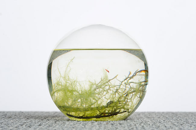 A balanced ecosystem in a sealed glass sphere. Composed of a few shrimp, a sea fan, algae, decorative shells, and gravel in water, the Ecosphere is a spin-off from NASA’s research on self-contained communities for human space exploration. According to its makers, it can maintain a living environment for up to 20 years without the need for maintenance. EcoSphere®, by EcoSphere Associates; USA, 1982.