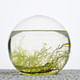 A balanced ecosystem in a sealed glass sphere. Composed of a few shrimp, a sea fan, algae, decorative shells, and gravel in water, the Ecosphere is a spin-off from NASA’s research on self-contained communities for human space exploration. According to its makers, it can maintain a living...