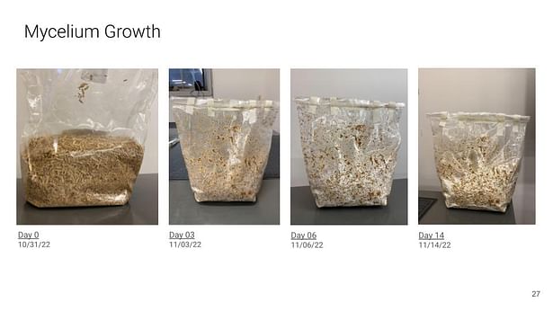 Mycelium Brick Growing Process Part 1