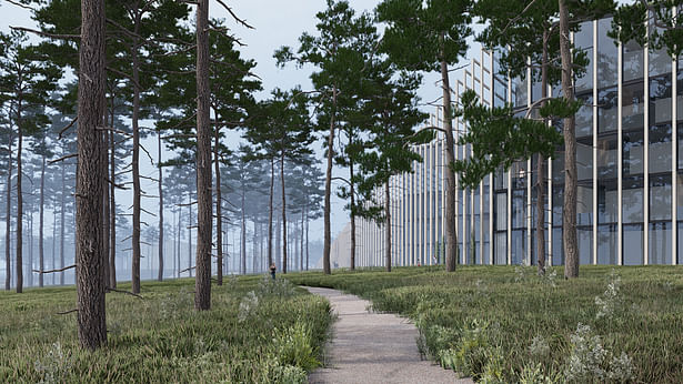 Walking path through pine trees Courtesy of Architectural Prescription by BOMA videoproduction
