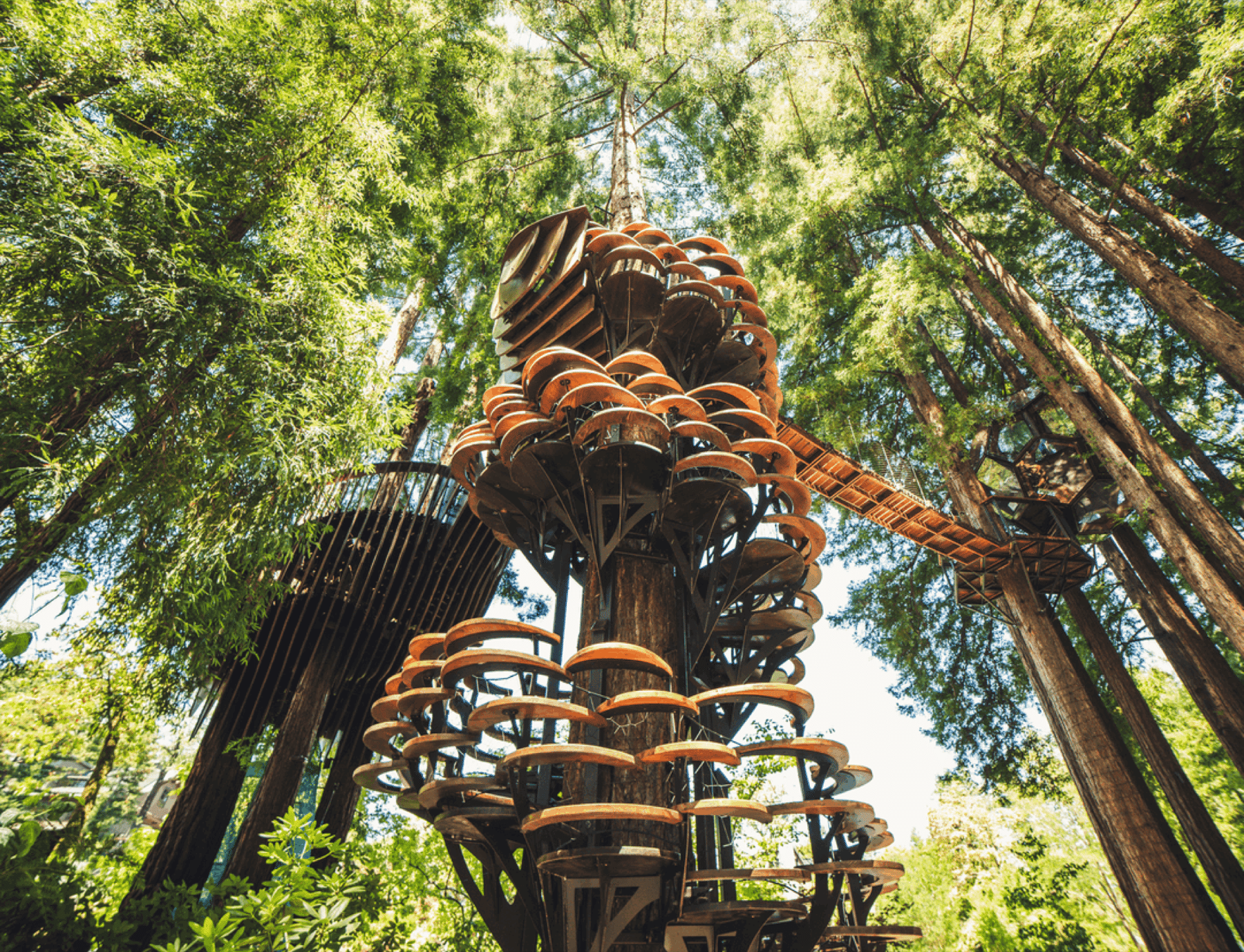 In California's forests, a 'whimsical' treehouse rises inspired by