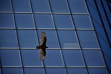 U.S. skyscrapers kill about 600 million migrating birds a year — and Chicago, Houston, and Dallas are the deadliest cities