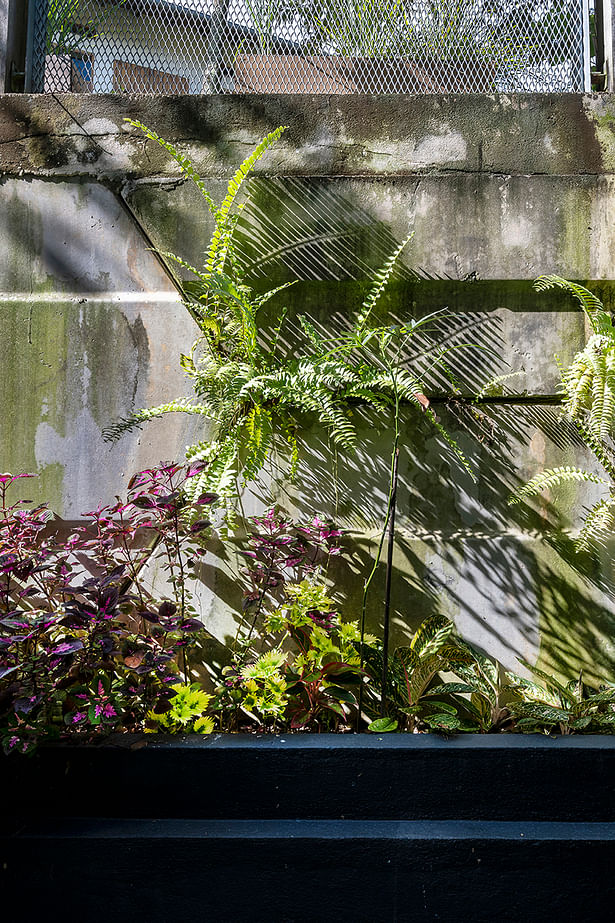 Flora Juxtaposed With Existing Retaining Wall