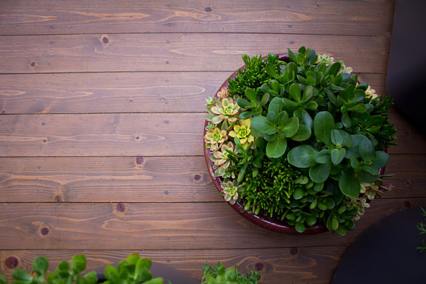 Santa Monica | Drought Tolerant Succulent Container Garden