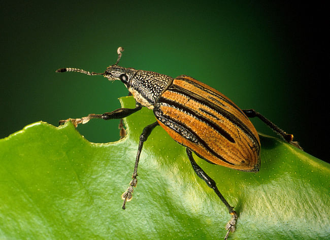 A citrus root weevil. Image via wikimedia.org