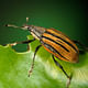 A citrus root weevil. Image via wikimedia.org