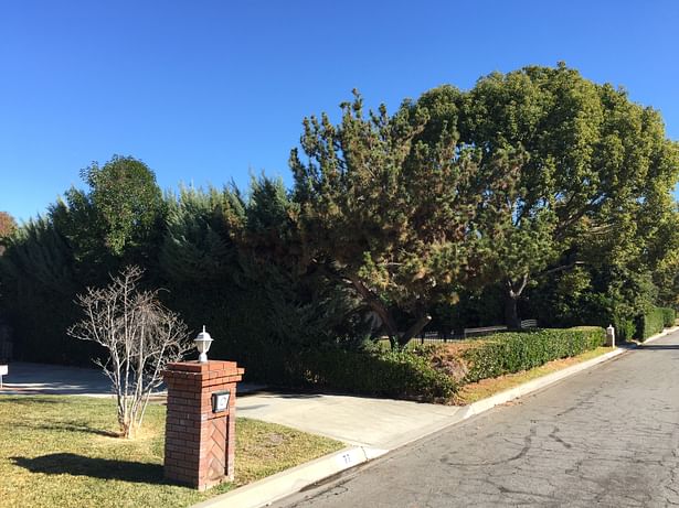 Front yard before (12/17/2015), showing the camphor tree in parkway.