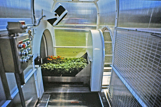 The plants automatically or manually moving from the insulated chamber into the greenhouse section of the structure.