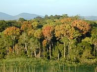 EU to pay Gabon to preserve its tropical rain forests
