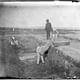 Gravediggers on Hart Island in 1890. Photo by Jacob Riis via wikimedia.org