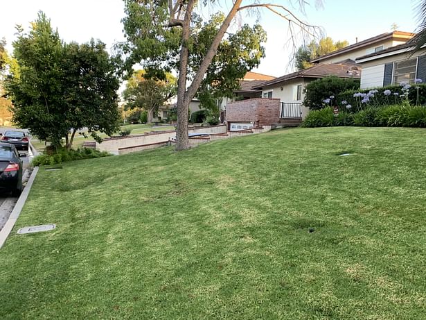 Original front yard, tree preserved (7-19-2019).