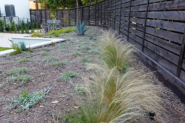 MExican Feather Grass 