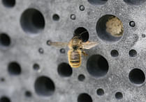 Brighton passes planning condition requiring new buildings to feature bee bricks