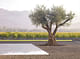 Landscape Architecture: Andrea Cochran Landscape Architecture - Specimen olive trees articulate the planar landscape, providing focal elements in the foreground of the expansive valley beyond, Walden Studios, Geyserville, CA, 2006. Photo: Marion Brenner