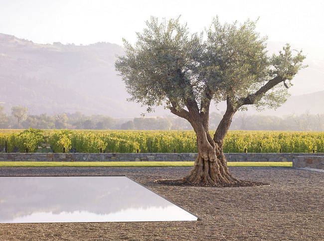 Landscape Architecture: Andrea Cochran Landscape Architecture - Specimen olive trees articulate the planar landscape, providing focal elements in the foreground of the expansive valley beyond, Walden Studios, Geyserville, CA, 2006. Photo: Marion Brenner
