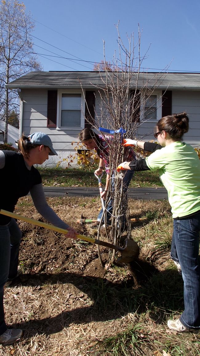 Volunteers planting a Serviceberry tree