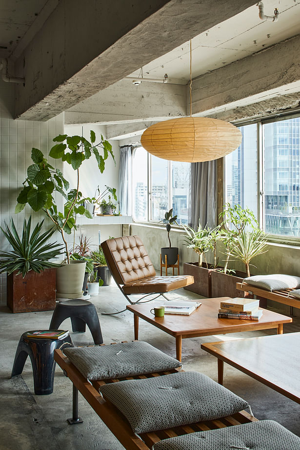 Plants help to make a cozy atmosphere in the living
