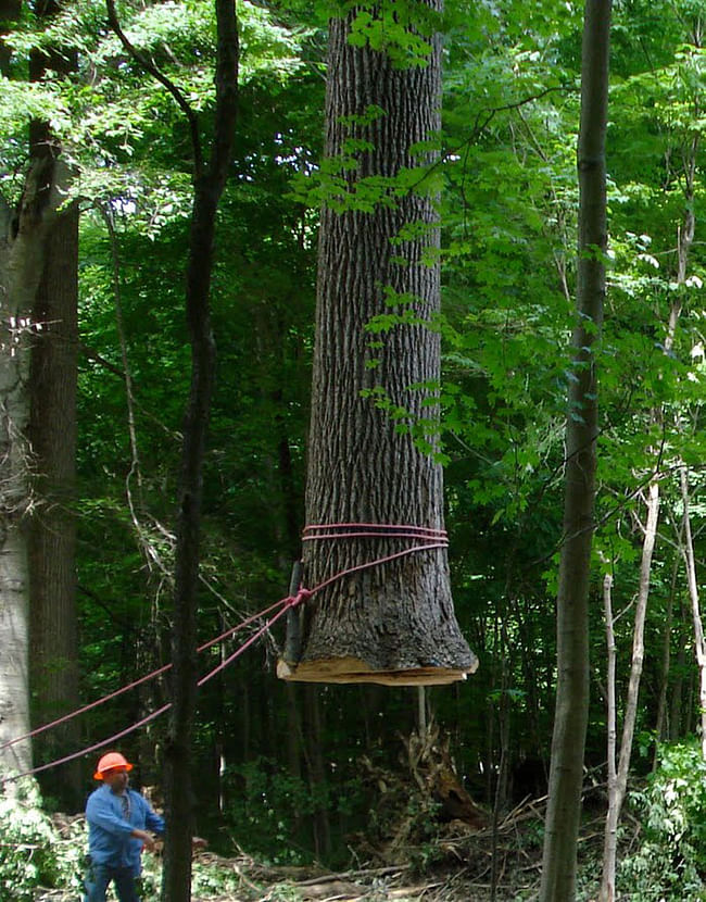 Once cut, the tree swings freely from the crane, and was then lowered onto a truck dolly for transport to the IMA. Courtesy Visiondivision.