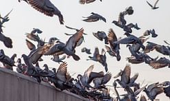 A new study sheds light on pigeons' apparent disdain for modern architecture