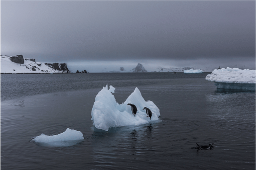 Penguins on a melting iceberg without a paddle (photo by Daniel Berehulak for the New York Times)